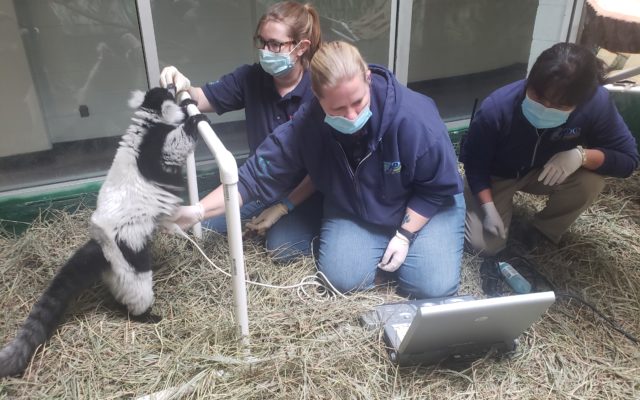 Topeka Zoo and Conservation Center Confirms Lemur Pregnancy