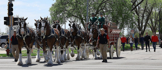 Eight-Horse Budweiser Hitch Parades Beer Wagon To Kansas Capitol Acknowledging More Liberated Sales