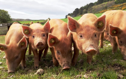 Virtual Seminars To Prepare Pork Producers For Prop 12 Implementation
