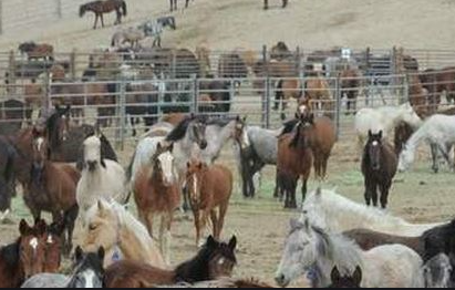Closing Wild Mustang Holding Facilities To Public Draws Alarm