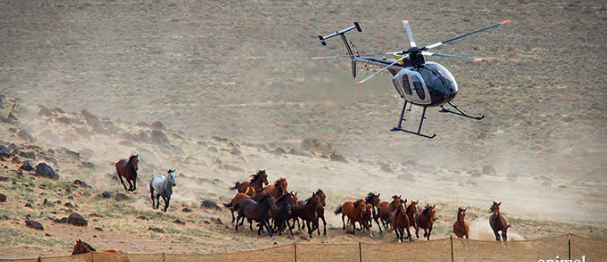 Government Funding For Reducing Wild Horse Populations Draws Ire From Humane Interests