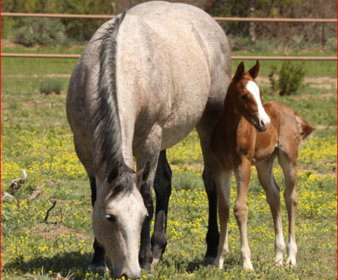 Mare Foaling Advice Given By Veterinarian