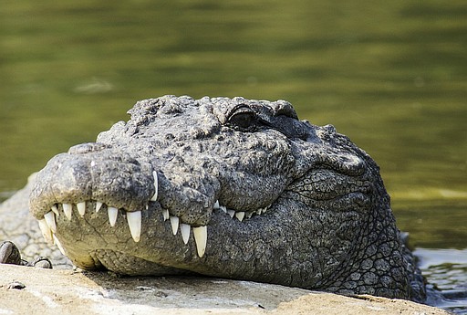 Alligator Carcass Found Along River