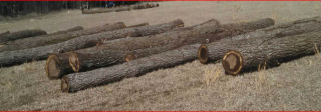 Tree Cutters Find Draft Horse Teams Best For Moving Logs Out Of Timber