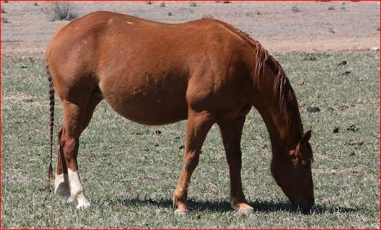 Broodmares Require Fall And Wintertime Attention